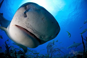 My first encounter with Emma the tiger shark by Bill Mcgee 